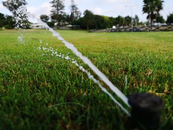 Surface level of soccer field against trees