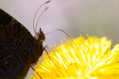 Close-up of bee pollinating on yellow flower
