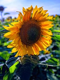 Close-up of sunflower on field