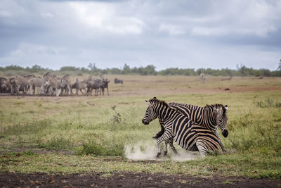 Zebra standing on field