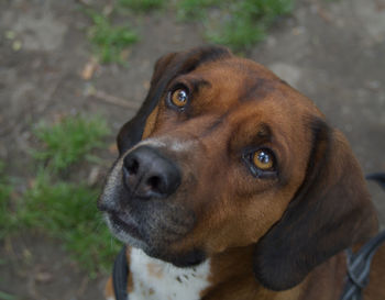 Close-up portrait of dog looking away