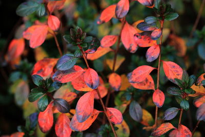 Close-up of orange leaves on flowering plant