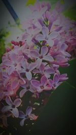 Close-up of pink flowers