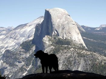 Horse on snow covered mountain against sky