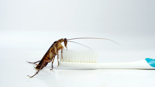 Close-up of insect on white table