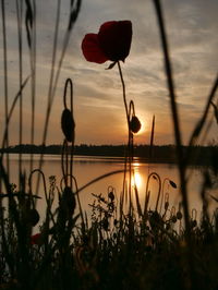 Scenic view of sunset over plants