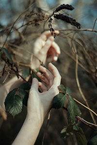 Close-up of hand holding plant