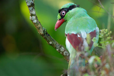 Close-up of a parrot