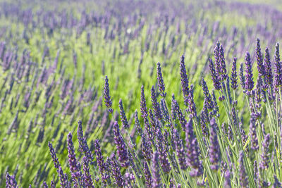 Close-up of purple flowering plants on field