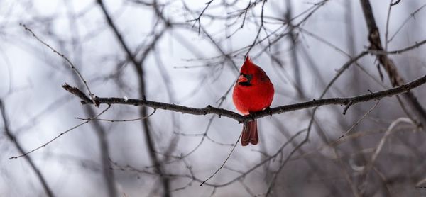 Bird perching on branch