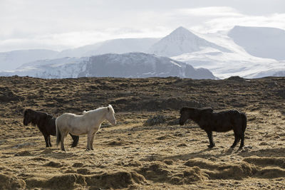 Herd of icelandic horses on a meadow in front of mountain landscape in winter