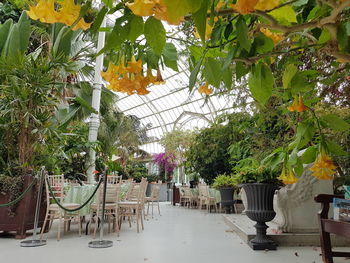 Potted plants on table against trees