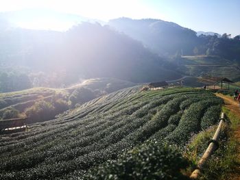 Aerial view of agricultural landscape against sky