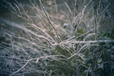 Full frame shot of spider web