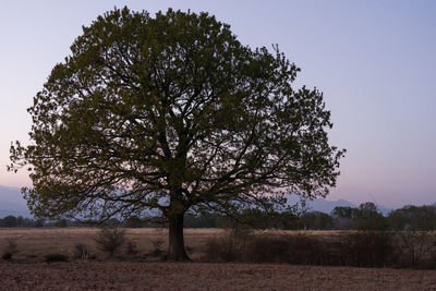 Tree on field against clear sky