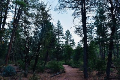 Trees in forest against sky