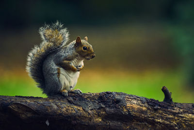 Close-up of squirrel on tree