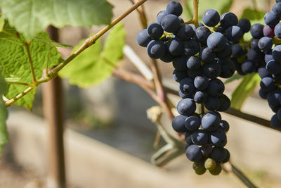 Close-up of grapes growing in vineyard