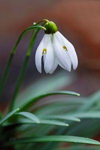 Close-up of white flowering plant