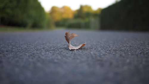 Surface level of dry leaf on road