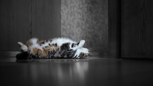 Side view of cat lying on floor at home