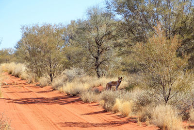 View of an wild dingo in the australian desert