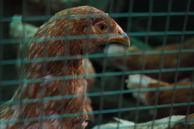 Close-up of bird in cage