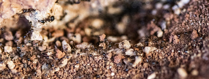 Close-up of ant on field