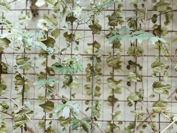 Full frame shot of tiled floor