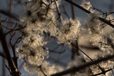 Close-up of flowers on tree