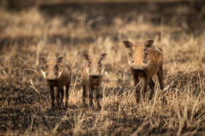 Mother stands with two young common warthog