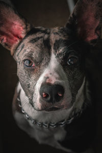 Close-up portrait of dog