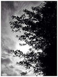 Low angle view of trees against cloudy sky