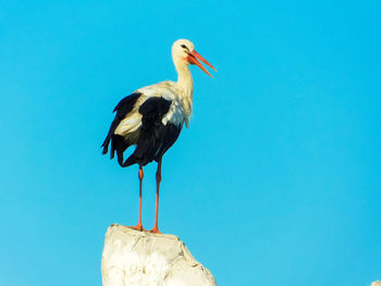 Close-up of bird perching on blue wall