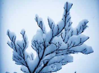 Low angle view of snow covered trees