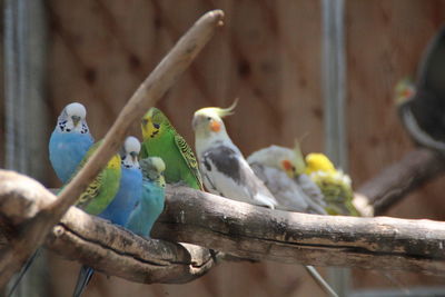 View of birds perching on branch