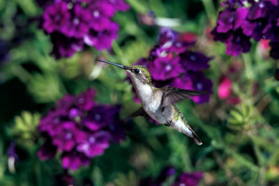 Close-up of bird flying on flower