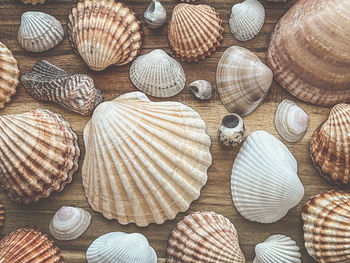 Full frame shot of seashells