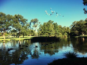 Birds flying over lake against trees