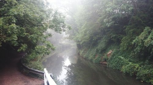 High angle view of river amidst trees in forest