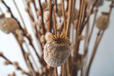 Close-up of dry flower on plant