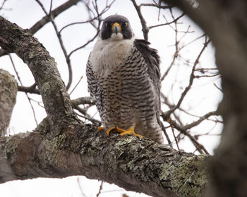 Low angle view of eagle perching on tree