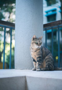 Cat sitting on retaining wall