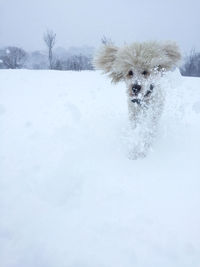 Dog in snow