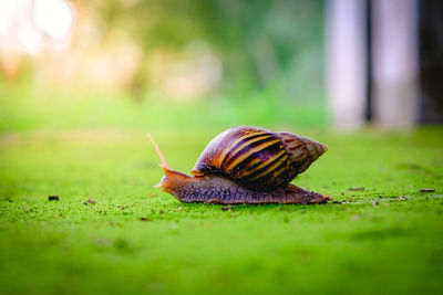 Close-up of snail on grass