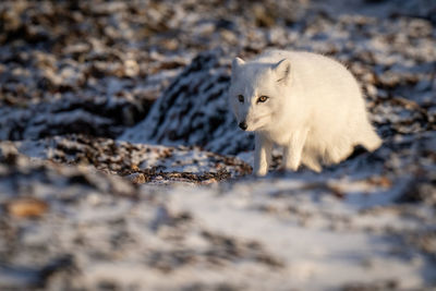 Arctic fox stands on tundra lowering head