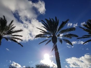 Low angle view of palm trees against blue sky