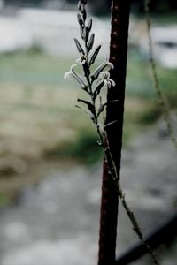 Close-up of plant against blurred background