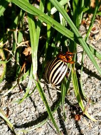 High angle view of butterfly on plant