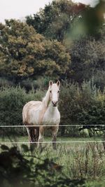 Portrait of horse standing in ranch